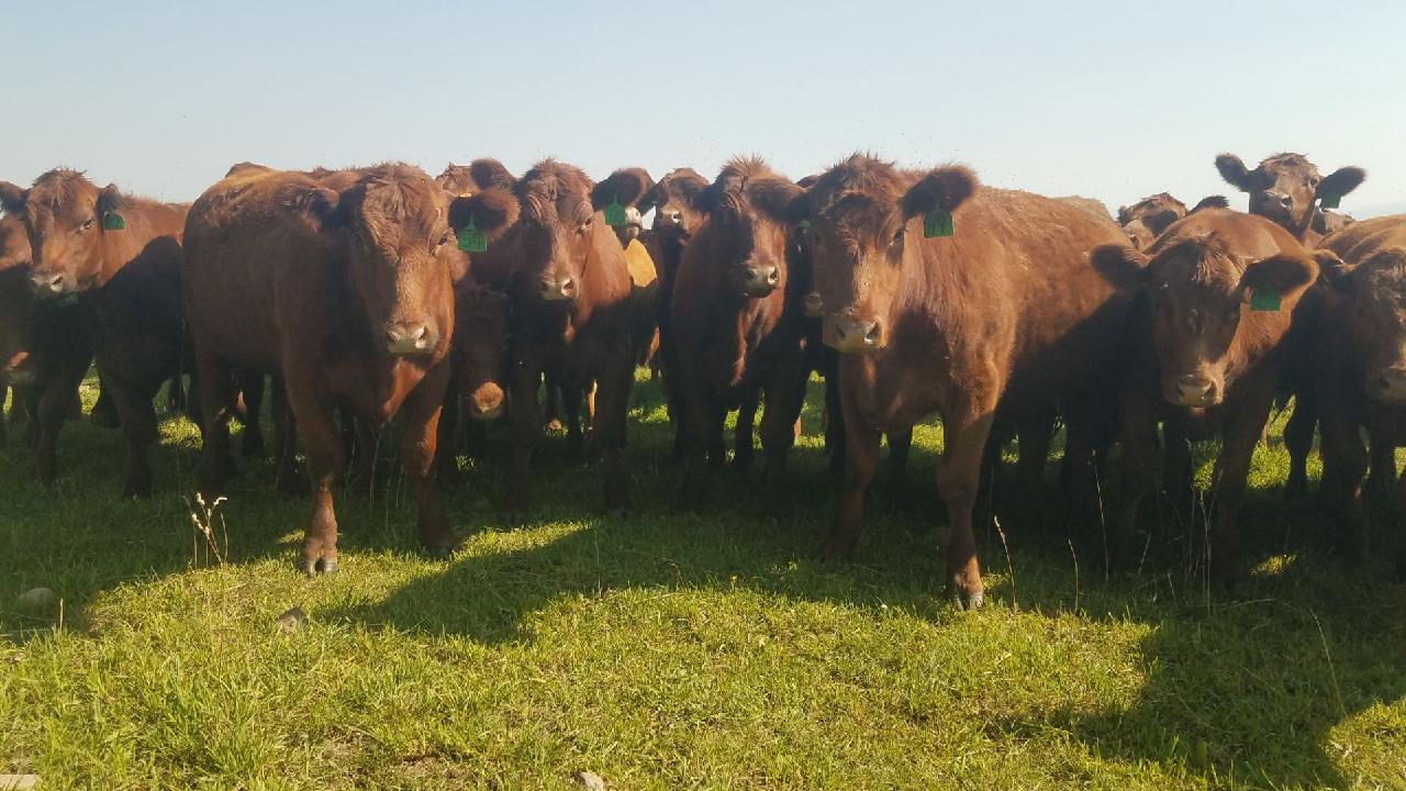 2 Loads/95 Head Bred Red Angus